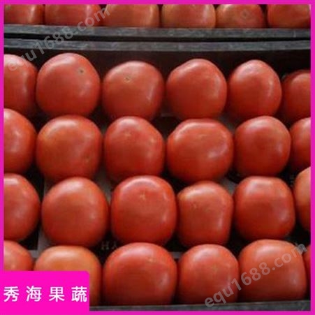 西红柿 秀海果蔬 高山露天种植 串红番茄