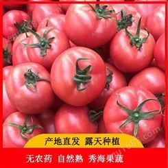 山东硬粉西红柿 秀海果蔬 孕妇儿童都可食用 农家种 自然熟