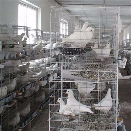 厂家 鸽子笼 养殖肉鸽笼 可批发 鸽笼配件