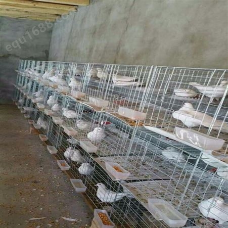 厂家 鸽子笼 养殖肉鸽笼 可批发 鸽笼配件