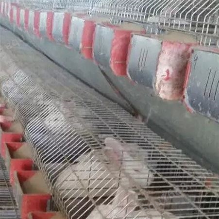 加工定制 兔笼厂家 层叠式肉兔笼养殖 仔母兔笼