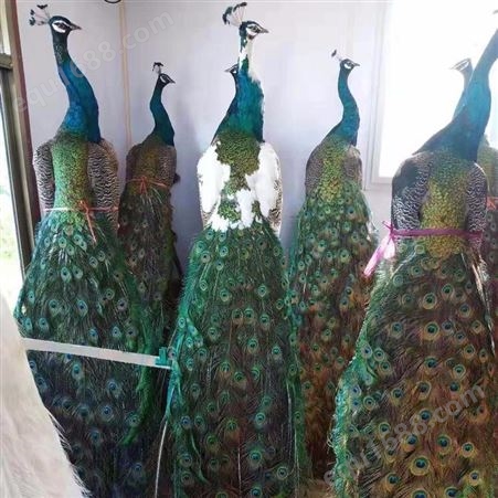 常年制作蓝孔雀标本 孔雀标本养殖场 求购定制
