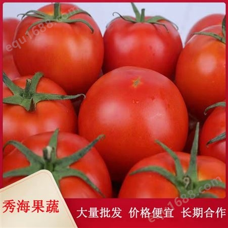 产地现摘发货西红柿 鲜果汁多 农家沙瓤西红柿
