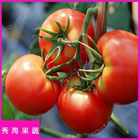 西红柿 秀海果蔬 高山露天种植 串红番茄