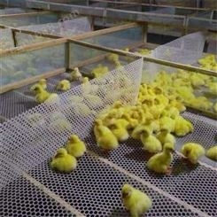 生产各种规格塑料网片 养鸡用塑料养殖网漏粪网塑围栏网 养鸭网