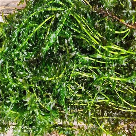 娇荷 轮叶狐尾藻  沉水植物  河道水体绿化 工程易成活