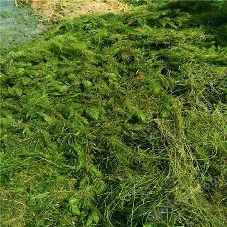 黑藻 金鱼藻 沉水植物批发  粉绿尾狐藻