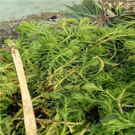 黑藻 金鱼藻 沉水植物批发  粉绿尾狐藻
