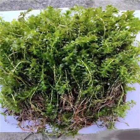 娇荷 菹草金鱼藻  沉水绿化植物种植 生产旺盛易成活